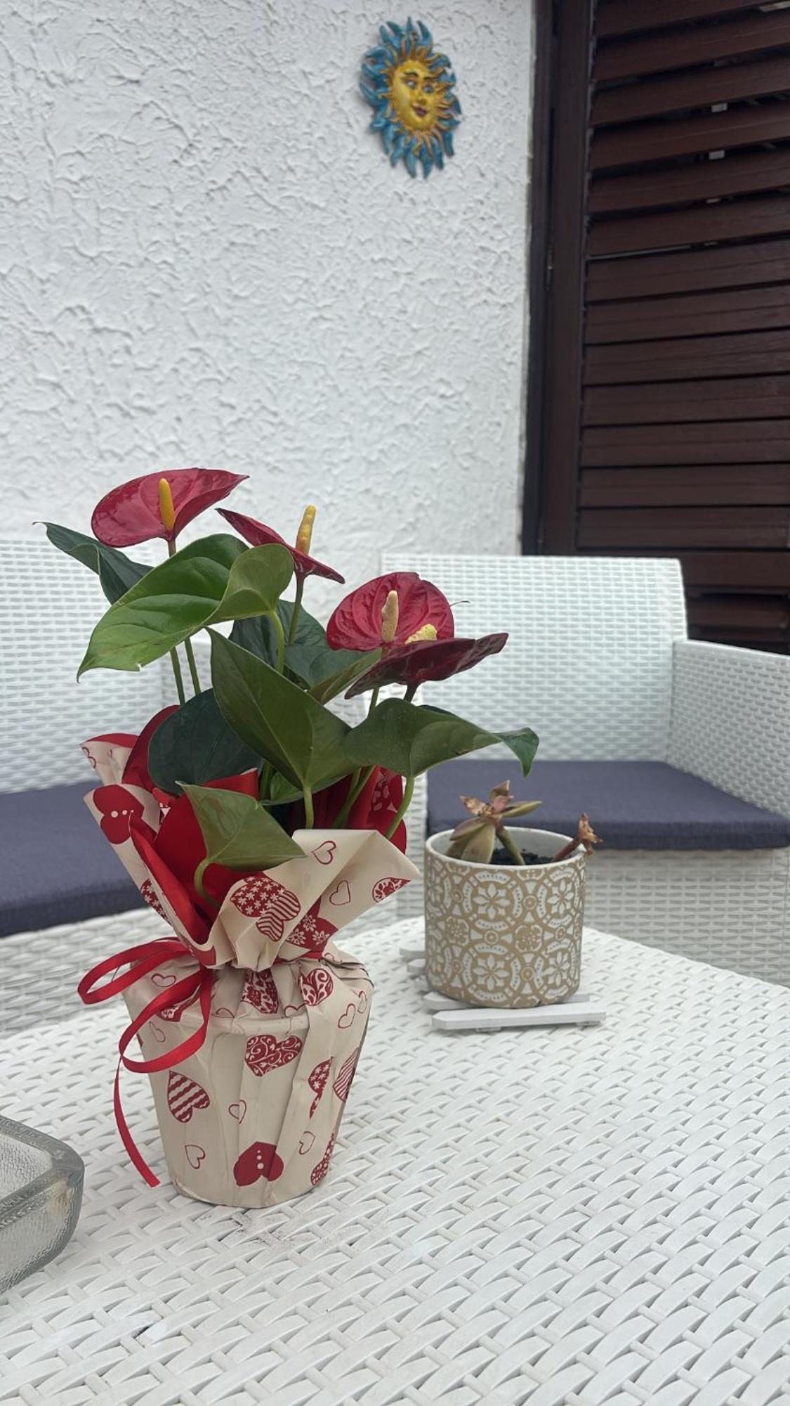 Appartamento Giardini Naxos Butterflies Home Schiso Luaran gambar